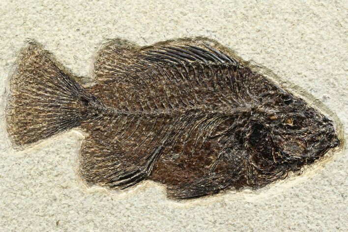 Detailed Fossil Fish (Cockerellites) - Wyoming #356731
